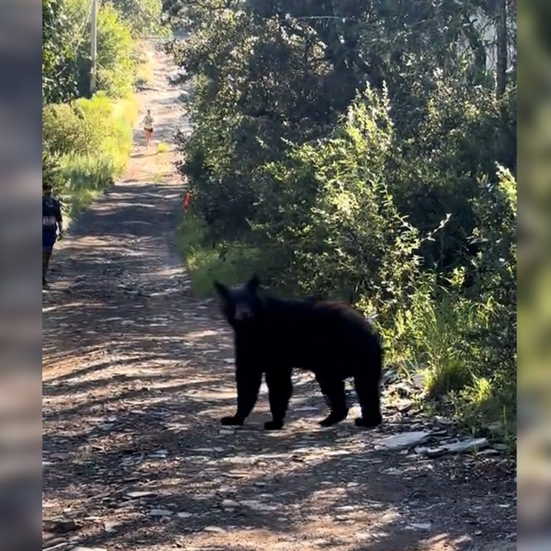 Oso Sorprende a Personas Durante Carrera en la Sierra de Arteaga